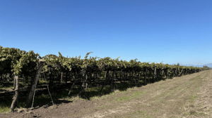 campo-de-76-ha-plantado-en-teno-1