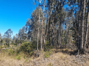 excelente-terreno-agricola-de-33-hectareas-en-a-1