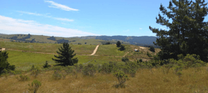 cabana-en-parcela-de-5000mt2-en-bucalemu-(162-1