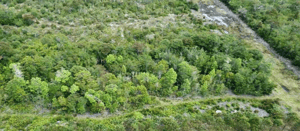 parcela-nativa-5000m²-ilque,-camino-calbuco-(-1