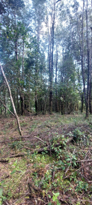 venta-parcela-villarrica-altos-de-pino-huacho-(-1