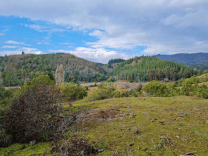 cerca-del-ancoa/achibueno-5000m2-(176386)-1