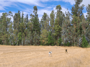 propiedad-agricola-5-hectareas-1