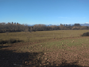 camo-de-36,8-ha-en-zona-agricola-de-san-clemente-1