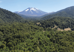 en-venta-hermosas-parcelas-5000m2-malalcahuello-1