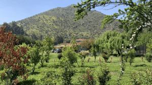 -4