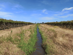 campo-vinedo-68-ha-en-venta,-teno-1