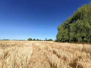 propiedad-agricola-en-venta,-campo-de-60-ha,-teno-1