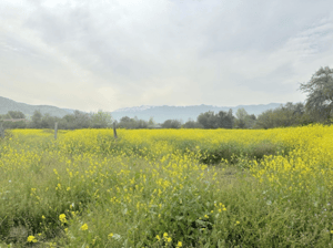 -3