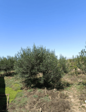 p20255064siw-1