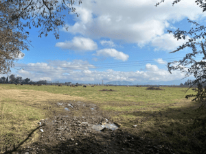 -4