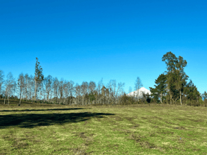 parcelas-villarrica---refugio-las-loicas-(145776)-1