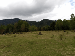 Parcela de Agrado en Villarrica - PARCELAS CUDICO 15 KM DE LICAN RAY, LINDO Y TRA...-5 Parcela de Agrado en Villarrica - PARCELAS CUDICO 15 KM DE LICAN RAY, LINDO Y TRA...-5