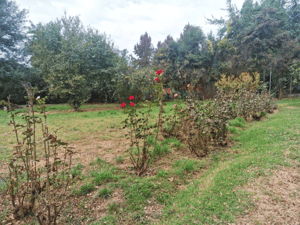 terreno-ideal-para-proyecto-familiar-(159618)-1