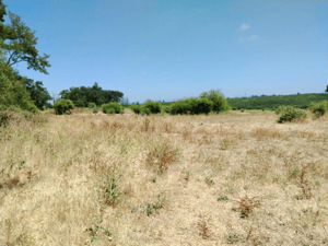 Terreno en Río Claro - CAMPO AGRICOLA 80 HA RÍO CLARO, APTITUD AVELLAN...-2 Terreno en Río Claro - CAMPO AGRICOLA 80 HA RÍO CLARO, APTITUD AVELLAN...-2