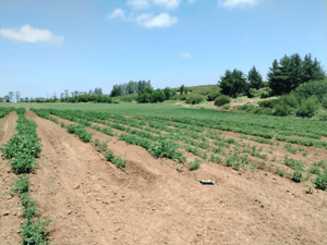 Terreno en Río Claro - CAMPO AGRICOLA 80 HA RÍO CLARO, APTITUD AVELLAN...-4 Terreno en Río Claro - CAMPO AGRICOLA 80 HA RÍO CLARO, APTITUD AVELLAN...-4