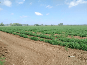 Terreno en Río Claro - CAMPO AGRICOLA 80 HA RÍO CLARO, APTITUD AVELLAN...-5 Terreno en Río Claro - CAMPO AGRICOLA 80 HA RÍO CLARO, APTITUD AVELLAN...-5