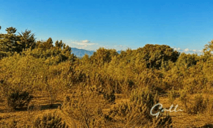 terreno-ideal-para-inversion-y-desarrollo-(164224)-1
