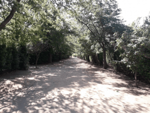 venta-parcela-5000mts-curacavi-1