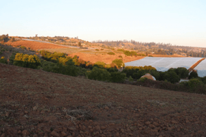 se-vende-parcela-agricola-en-el-convento,-sant-1
