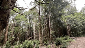 gran-terreno-con-hermoso-bosque-nativo-1