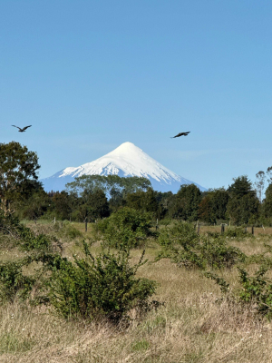 altos-del-tepual:-terreno-de-inversion-(160033)-1