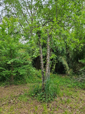 venta-derechos-sitio-villarrica-1