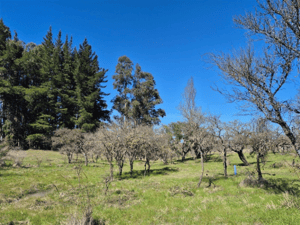 -4
