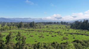 campo-77ha-buen-precio-y-condiciones-ideal-avel-1