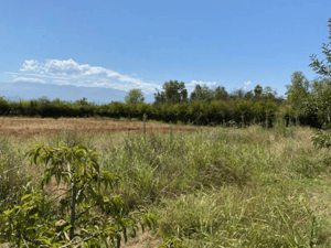 126097-1