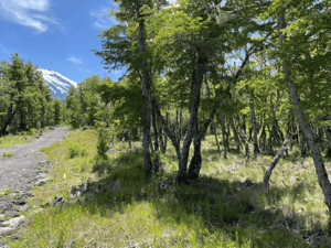 se-venden-hermosos-terrenos-5000m2-malalcahuello-1