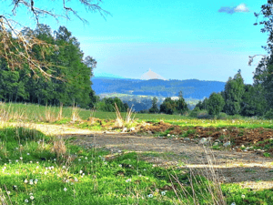 lago-ranco-camino-a-rio-bueno-vendo-5000-mts2-s-1