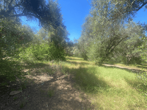 parcela-con-arboles-nativos-a-orillas-de-camino-1