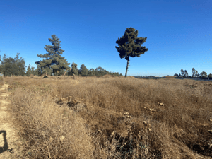 se-vende-parcela-plana-en-malvilla-san-antonio-1