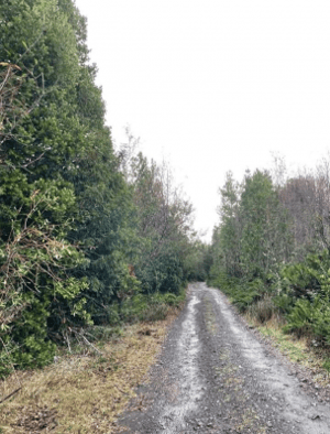 venta-1-hectarea-con-bosque-nativo-afueras-de-p-1