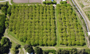 Parcela de Agrado en Angol - VENTA PARCELAS CON ARBOLES FRUTALES EN EL TIJE...-3 Parcela de Agrado en Angol - VENTA PARCELAS CON ARBOLES FRUTALES EN EL TIJE...-3
