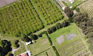 Parcela de Agrado en Angol - VENTA PARCELAS CON ARBOLES FRUTALES EN EL TIJE...-4 Parcela de Agrado en Angol - VENTA PARCELAS CON ARBOLES FRUTALES EN EL TIJE...-4