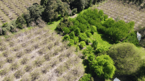 Parcela de Agrado en Angol - VENTA PARCELAS CON ARBOLES FRUTALES EN EL TIJE...-5 Parcela de Agrado en Angol - VENTA PARCELAS CON ARBOLES FRUTALES EN EL TIJE...-5