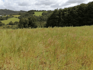 se-vende-hermoso-campo-agricola-los-muermos-1