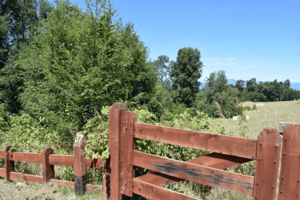 Parcela de Agrado en Villarrica - Parcela con vista al volcán y acceso a lago (16...-4 Parcela de Agrado en Villarrica - Parcela con vista al volcán y acceso a lago (16...-4