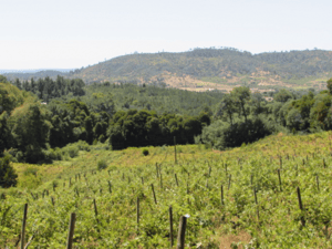 campo-vina-y-frutales-//-cauquenes-(169679)-1