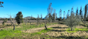 Terreno en Linares - Linares camino a Palmilla acciones de agua (170...-5 Terreno en Linares - Linares camino a Palmilla acciones de agua (170...-5