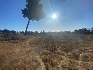 Parcela de Agrado en San Antonio - SE VENDE PARCELA DE 1HA EN EL SECTOR MALVILLA, ...-5 Parcela de Agrado en San Antonio - SE VENDE PARCELA DE 1HA EN EL SECTOR MALVILLA, ...-5