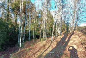 Parcela de Agrado en Panguipulli - PANGUIPULLI VENTA DE LOTES SECTOR LOS TAYOS-3 Parcela de Agrado en Panguipulli - PANGUIPULLI VENTA DE LOTES SECTOR LOS TAYOS-3