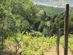 cauquenes-//-vina-//-campo-productivo-(169679)-1