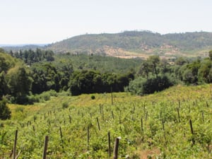 cauquenes,-m-50-camino-a-la-costa,-18-has-(169676)-1