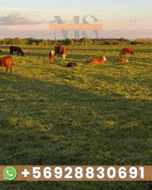 Terreno en San Nicolás - OPORTUNIDAD CAMPO 63,15 HA EN VENTA MONTELEÓN S...-4 Terreno en San Nicolás - OPORTUNIDAD CAMPO 63,15 HA EN VENTA MONTELEÓN S...-4