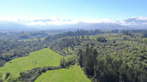 Terreno en San Clemente - OPORTUNIDAD 77 HA BUEN SUELO, AGUA IDEAL AVELLA...-4 Terreno en San Clemente - OPORTUNIDAD 77 HA BUEN SUELO, AGUA IDEAL AVELLA...-4