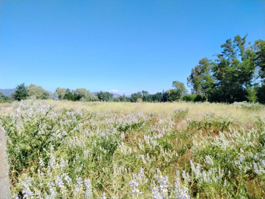 Terreno en Río Claro - CAMPO AGRICOLA 80 HA RÍO CLARO, APTITUD AVELLAN...-1 Terreno en Río Claro - CAMPO AGRICOLA 80 HA RÍO CLARO, APTITUD AVELLAN...-1