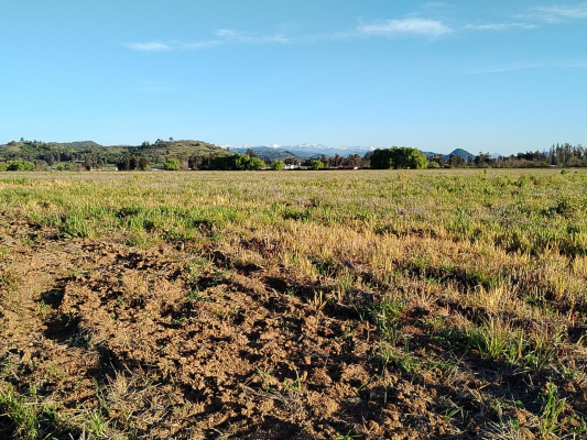Terreno en San Clemente - 33,5 HA APROVECHABLES, PLANO, AGUA, SAN CLEMEN...-1 Terreno en San Clemente - 33,5 HA APROVECHABLES, PLANO, AGUA, SAN CLEMEN...-1